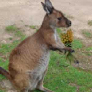 Meet your Posher, Jacquelineaune